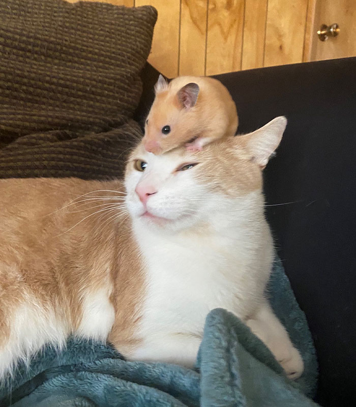 Team Pet - Cat Mouse Team Pet - Cat Mouse