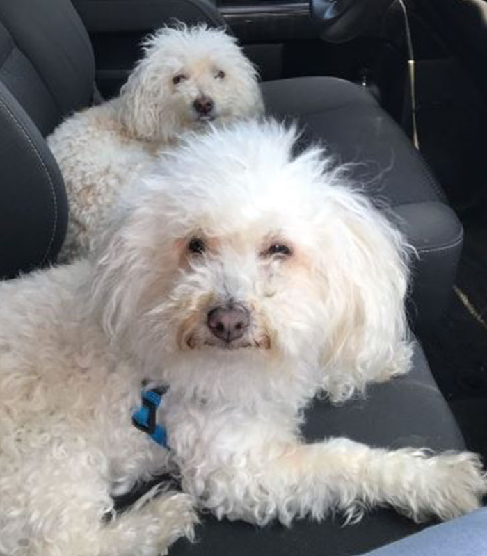Team - America Barrera Dogs - Blossom and Buttercup Team - America Barrera Dogs - Blossom and Buttercup