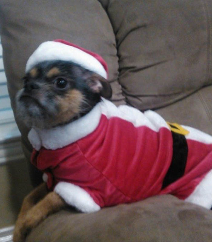 Team - Norma Dog - Seuss Team - Norma Dog - Seuss